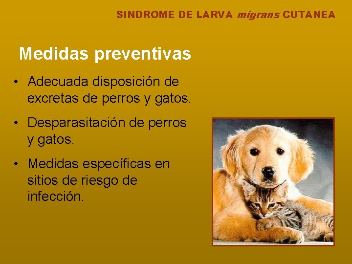 SINDROME DE LARVA migrans CUTANEA Medidas preventivas • Adecuada disposición de excretas de perros