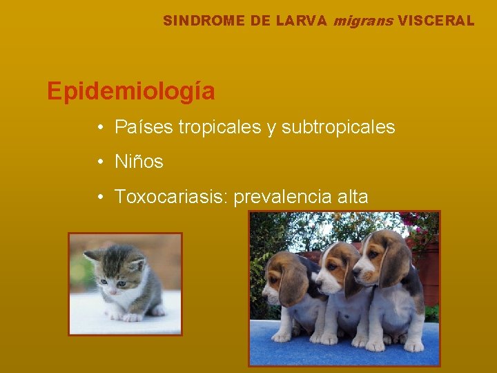 SINDROME DE LARVA migrans VISCERAL Epidemiología • Países tropicales y subtropicales • Niños •