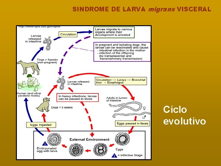 SINDROME DE LARVA migrans VISCERAL Ciclo evolutivo 