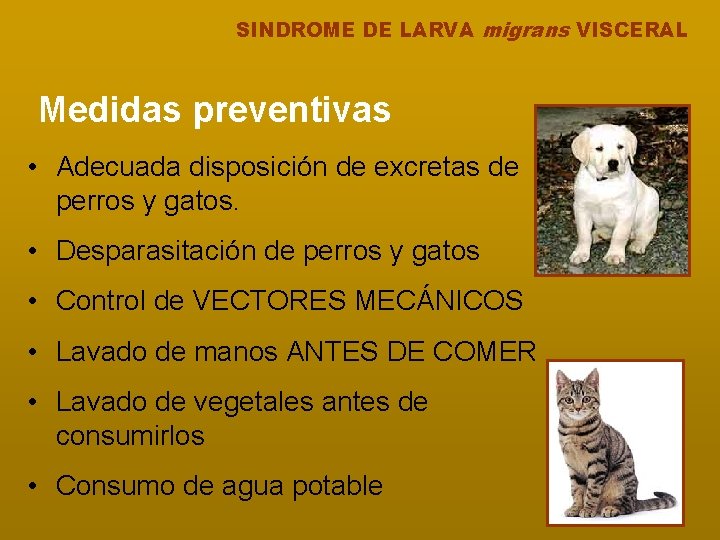 SINDROME DE LARVA migrans VISCERAL Medidas preventivas • Adecuada disposición de excretas de perros