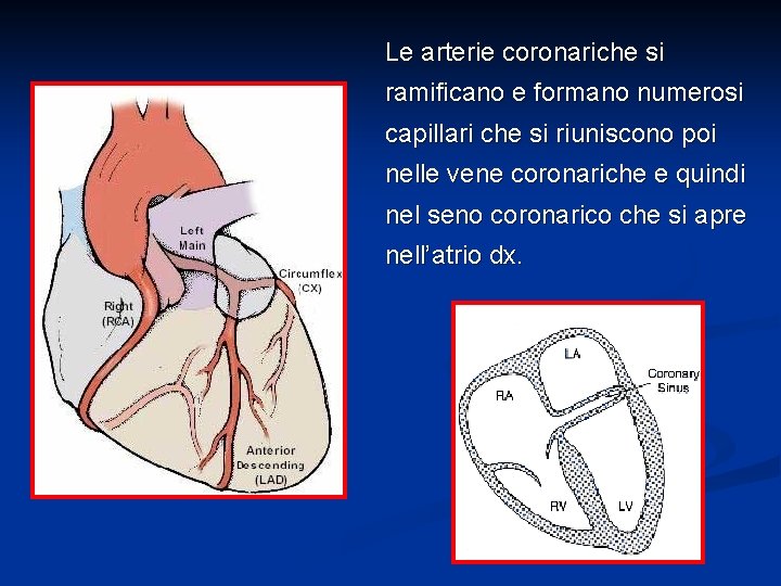 Le arterie coronariche si ramificano e formano numerosi capillari che si riuniscono poi nelle