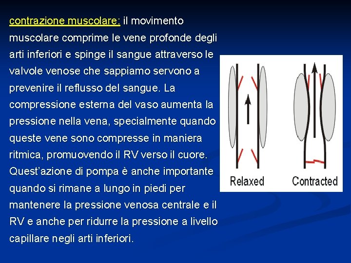 contrazione muscolare: il movimento muscolare comprime le vene profonde degli arti inferiori e spinge