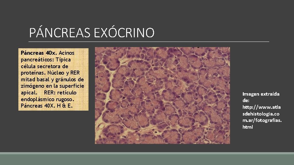 PÁNCREAS EXÓCRINO Páncreas 40 x. Acinos pancreáticos: Típica célula secretora de proteínas. Núcleo y