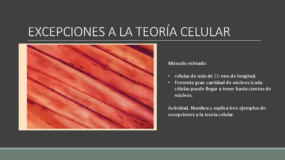 EXCEPCIONES A LA TEORÍA CELULAR Músculo estriado: • células de más de 30 mm