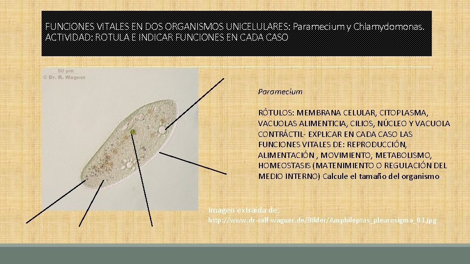 FUNCIONES VITALES EN DOS ORGANISMOS UNICELULARES: Paramecium y Chlamydomonas. ACTIVIDAD: ROTULA E INDICAR FUNCIONES