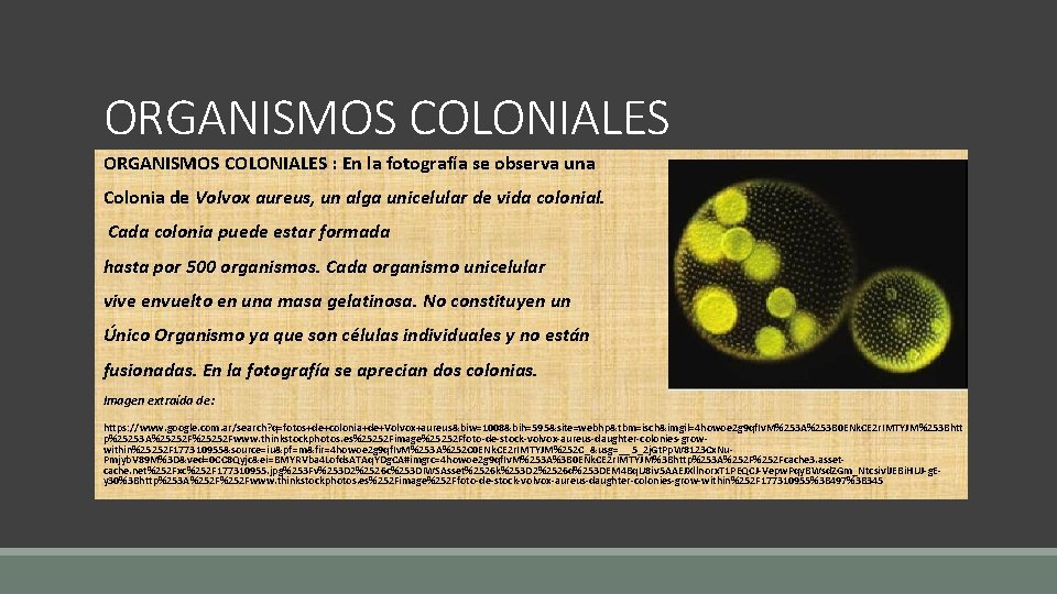 ORGANISMOS COLONIALES : En la fotografía se observa una Colonia de Volvox aureus, un