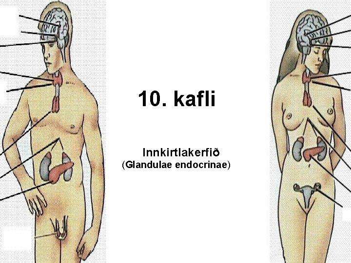 10. kafli Innkirtlakerfið (Glandulae endocrinae) 