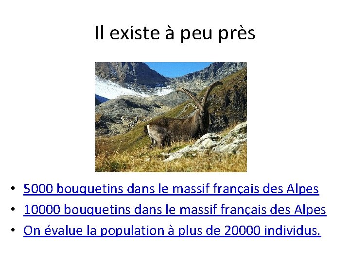 Il existe à peu près • 5000 bouquetins dans le massif français des Alpes
