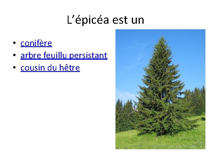 L’épicéa est un • conifère • arbre feuillu persistant • cousin du hêtre 