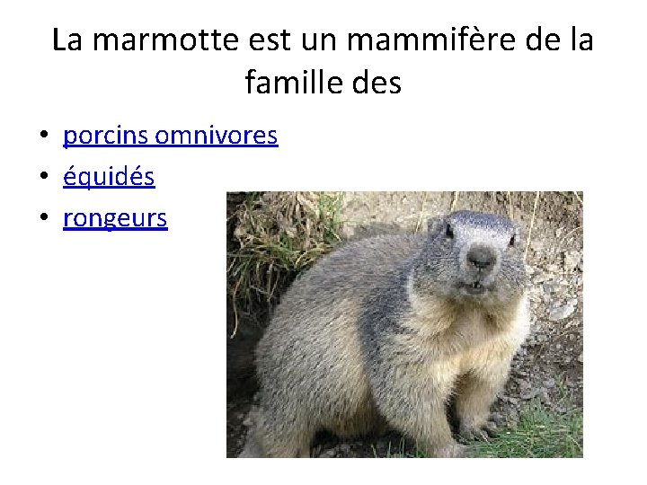 La marmotte est un mammifère de la famille des • porcins omnivores • équidés