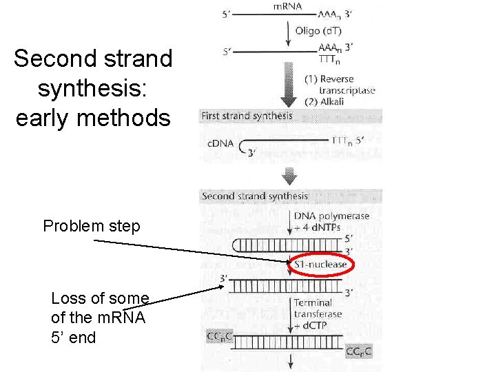Second strand synthesis: early methods Problem step Loss of some of the m. RNA Second strand synthesis: early methods Problem step Loss of some of the m. RNA
