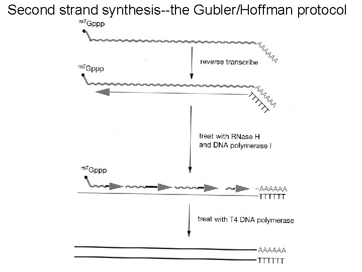 Second strand synthesis--the Gubler/Hoffman protocol Second strand synthesis--the Gubler/Hoffman protocol
