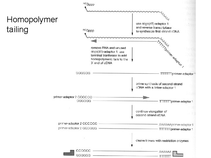 Homopolymer tailing Homopolymer tailing