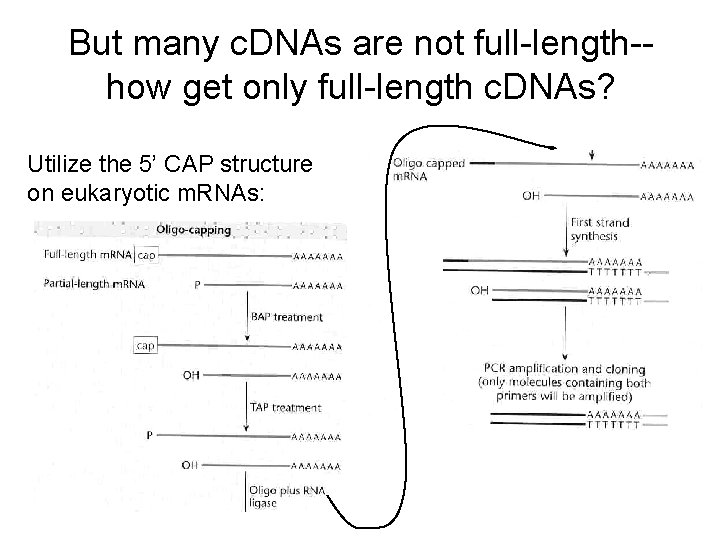 But many c. DNAs are not full-length-how get only full-length c. DNAs? Utilize the But many c. DNAs are not full-length-how get only full-length c. DNAs? Utilize the