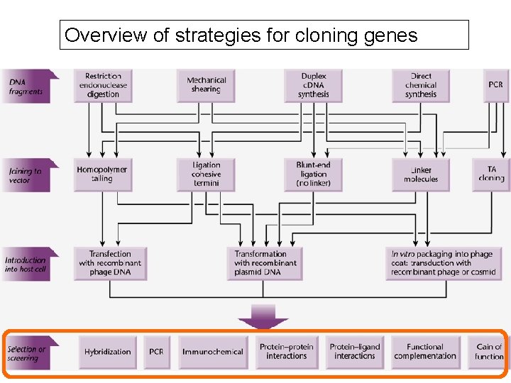 Overview of strategies for cloning genes Overview of strategies for cloning genes