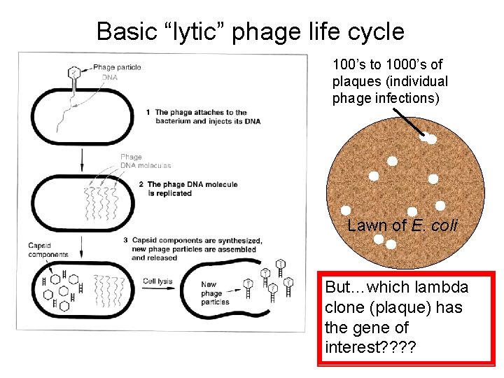 Basic “lytic” phage life cycle 100’s to 1000’s of plaques (individual phage infections) Lawn Basic “lytic” phage life cycle 100’s to 1000’s of plaques (individual phage infections) Lawn