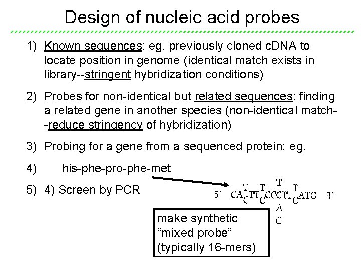 Design of nucleic acid probes 1) Known sequences: eg. previously cloned c. DNA to Design of nucleic acid probes 1) Known sequences: eg. previously cloned c. DNA to