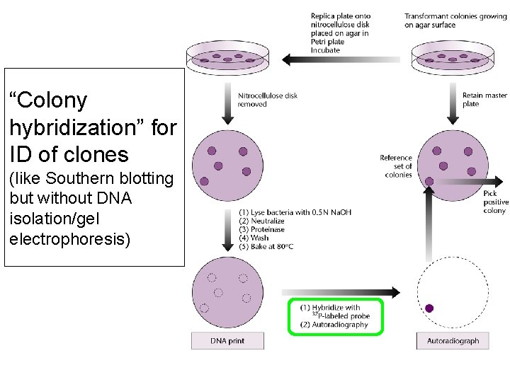 “Colony hybridization” for ID of clones (like Southern blotting but without DNA isolation/gel electrophoresis) “Colony hybridization” for ID of clones (like Southern blotting but without DNA isolation/gel electrophoresis)