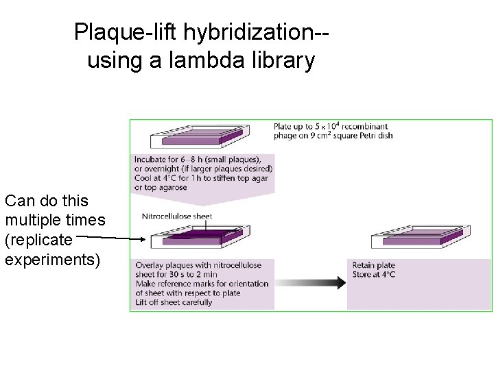 Plaque-lift hybridization-using a lambda library Can do this multiple times (replicate experiments) Plaque-lift hybridization-using a lambda library Can do this multiple times (replicate experiments)