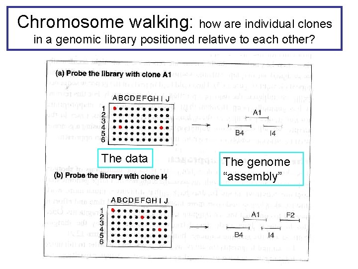 Chromosome walking: how are individual clones in a genomic library positioned relative to each Chromosome walking: how are individual clones in a genomic library positioned relative to each