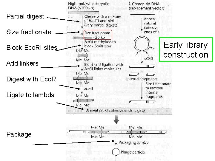 Partial digest Size fractionate Block Eco. RI sites Add linkers Digest with Eco. RI Partial digest Size fractionate Block Eco. RI sites Add linkers Digest with Eco. RI