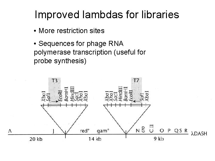 Improved lambdas for libraries • More restriction sites • Sequences for phage RNA polymerase Improved lambdas for libraries • More restriction sites • Sequences for phage RNA polymerase
