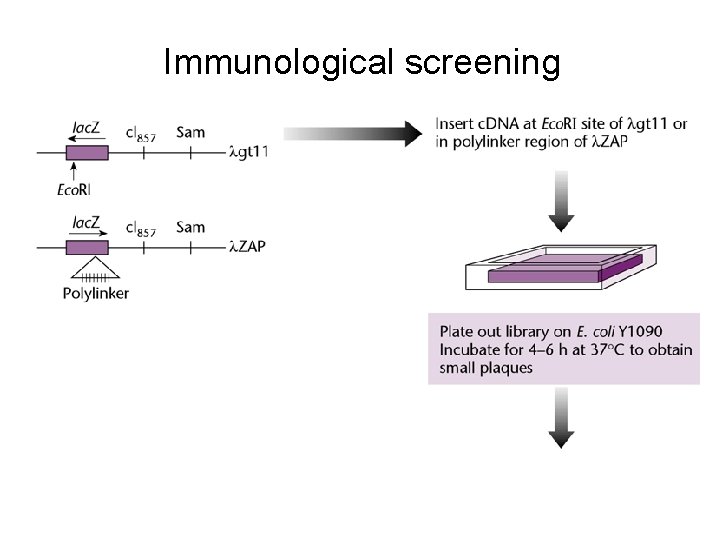 Immunological screening Immunological screening