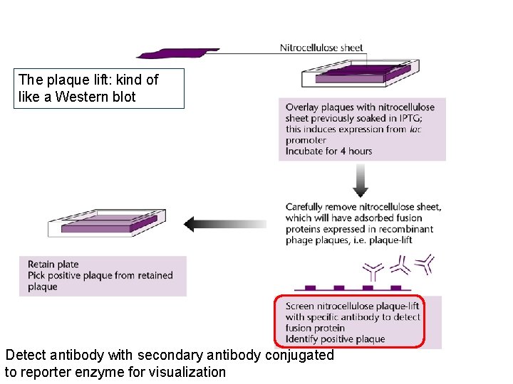 The plaque lift: kind of like a Western blot Detect antibody with secondary antibody The plaque lift: kind of like a Western blot Detect antibody with secondary antibody