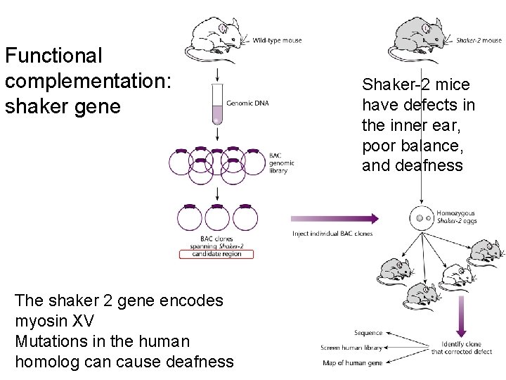 Functional complementation: shaker gene The shaker 2 gene encodes myosin XV Mutations in the Functional complementation: shaker gene The shaker 2 gene encodes myosin XV Mutations in the