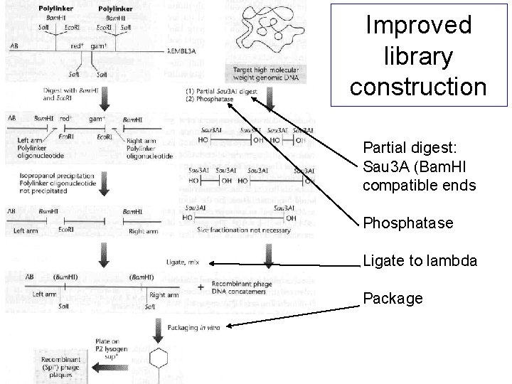 Improved library construction Partial digest: Sau 3 A (Bam. HI compatible ends Phosphatase Ligate Improved library construction Partial digest: Sau 3 A (Bam. HI compatible ends Phosphatase Ligate