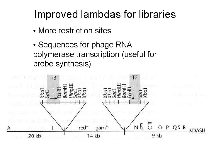 Improved lambdas for libraries • More restriction sites • Sequences for phage RNA polymerase Improved lambdas for libraries • More restriction sites • Sequences for phage RNA polymerase