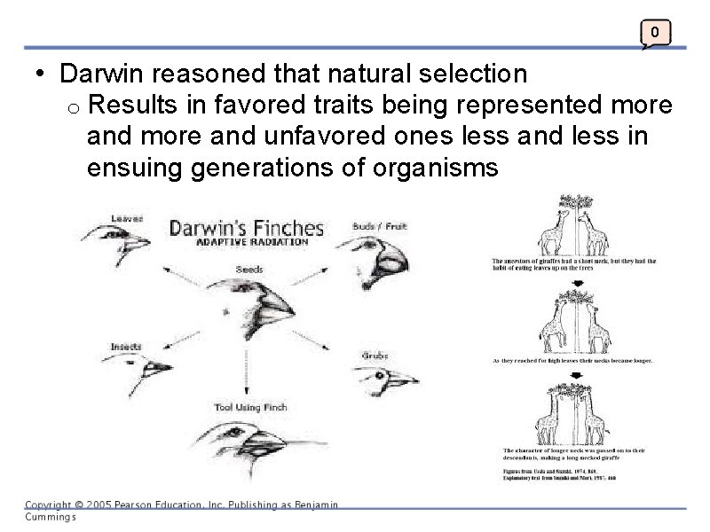 0 • Darwin reasoned that natural selection o Results in favored traits being represented