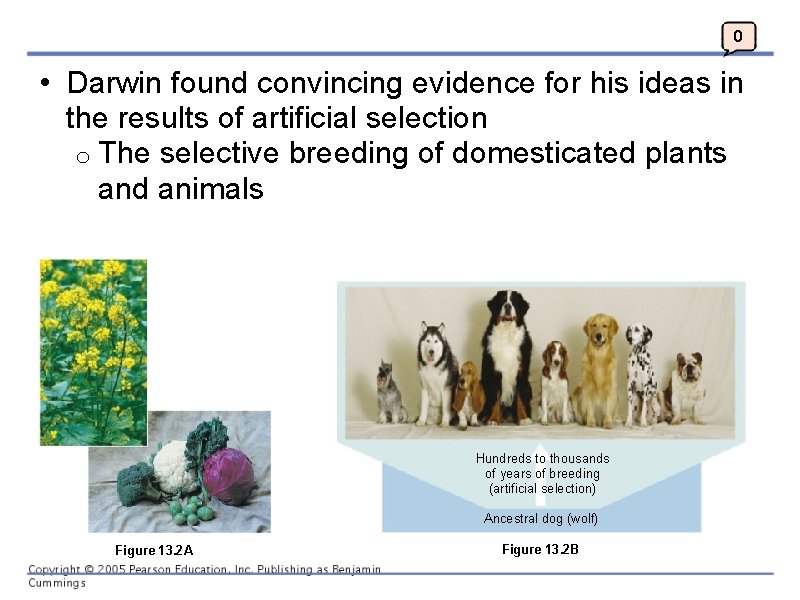 0 • Darwin found convincing evidence for his ideas in the results of artificial