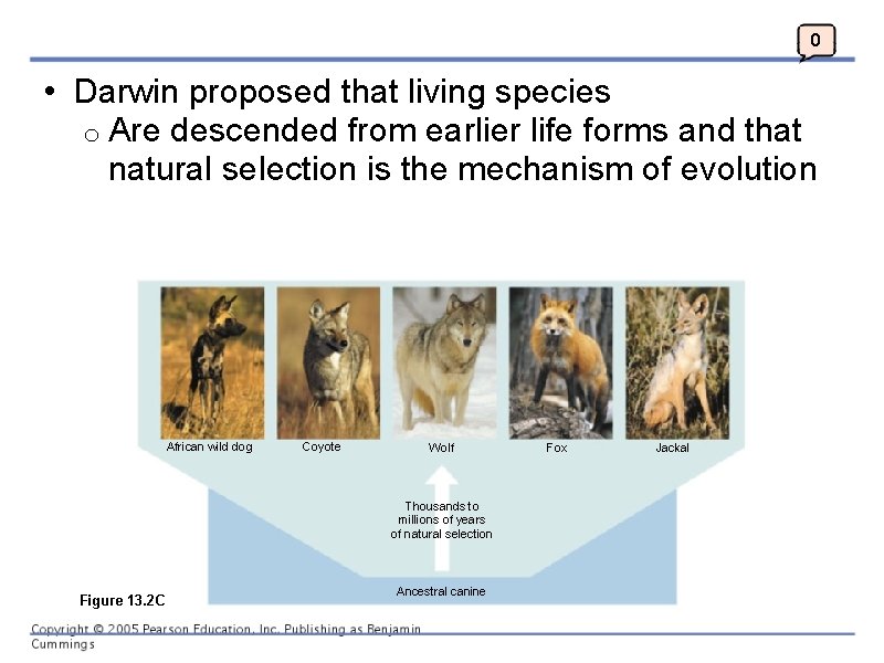 0 • Darwin proposed that living species o Are descended from earlier life forms