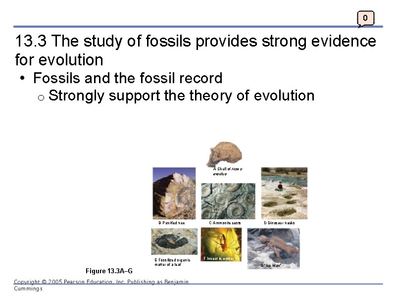 0 13. 3 The study of fossils provides strong evidence for evolution • Fossils