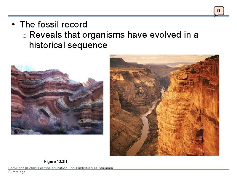 0 • The fossil record o Reveals that organisms have evolved in a historical