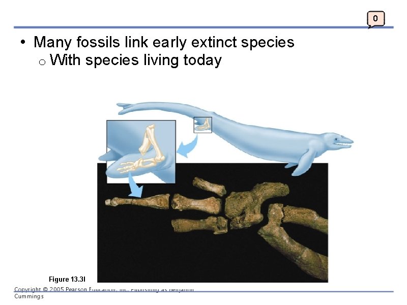 0 • Many fossils link early extinct species o With species living today Figure