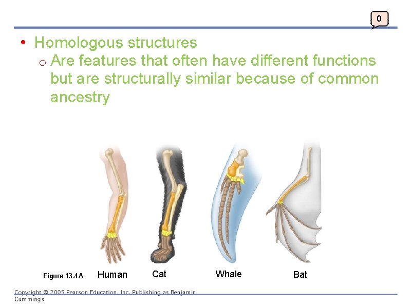 0 • Homologous structures o Are features that often have different functions but are