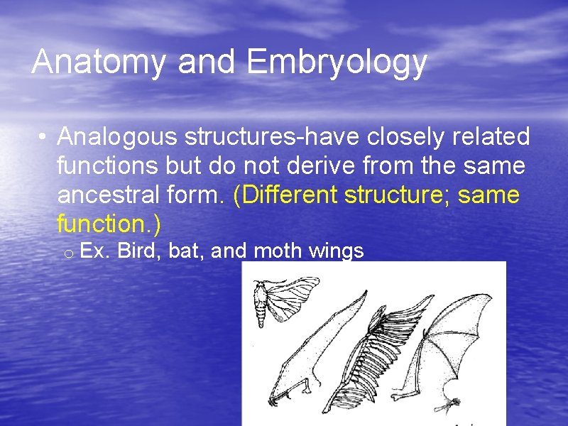 Anatomy and Embryology • Analogous structures-have closely related functions but do not derive from