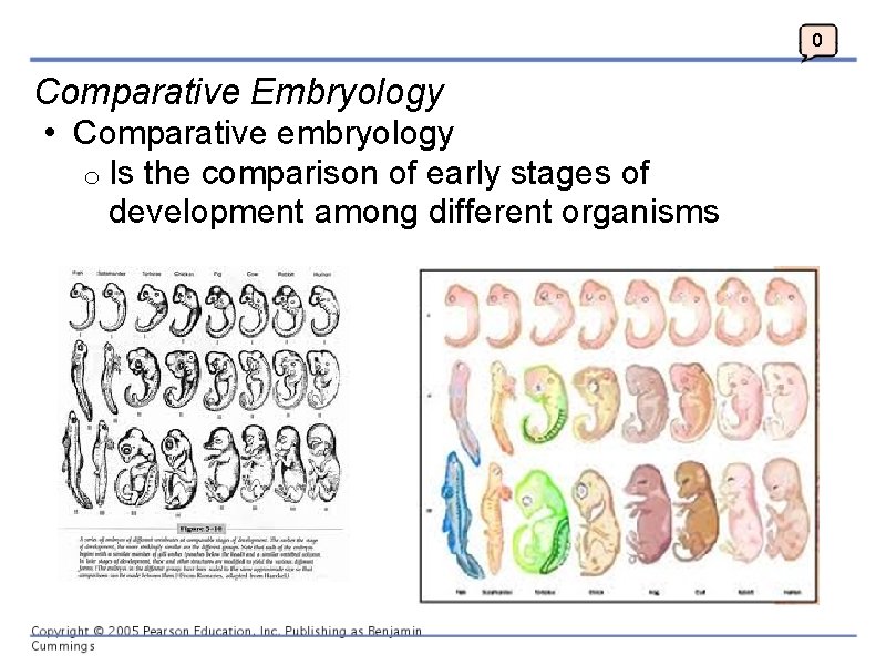 0 Comparative Embryology • Comparative embryology o Is the comparison of early stages of