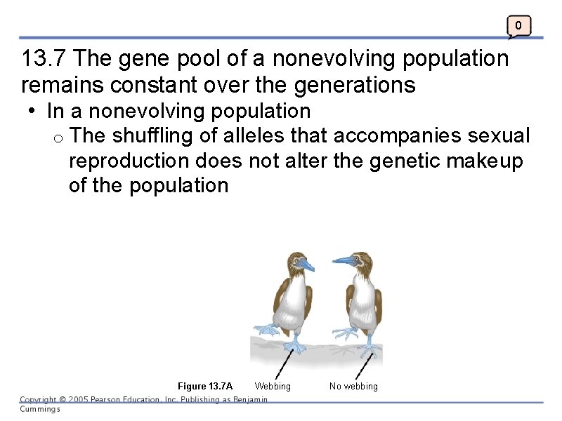 0 13. 7 The gene pool of a nonevolving population remains constant over the