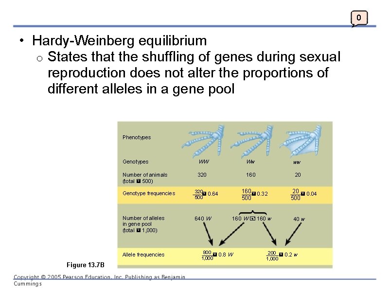 0 • Hardy-Weinberg equilibrium o States that the shuffling of genes during sexual reproduction