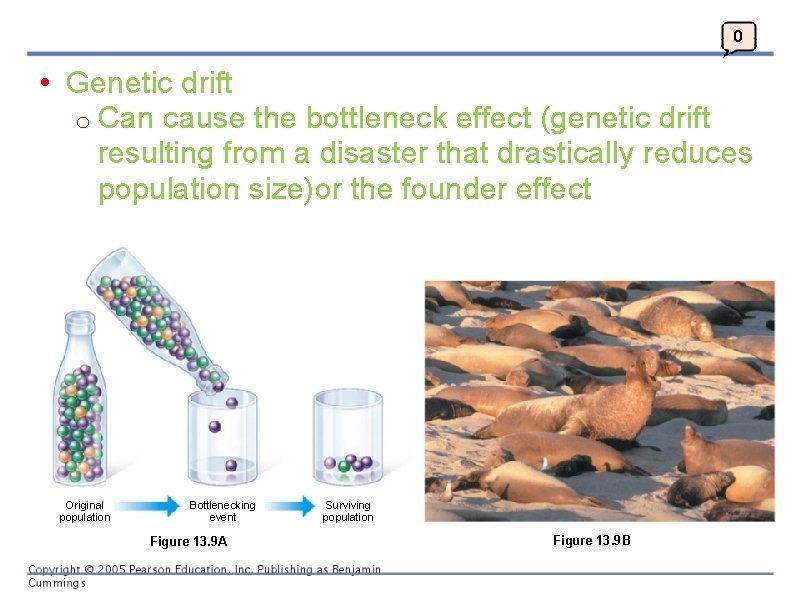 0 • Genetic drift o Can cause the bottleneck effect (genetic drift resulting from