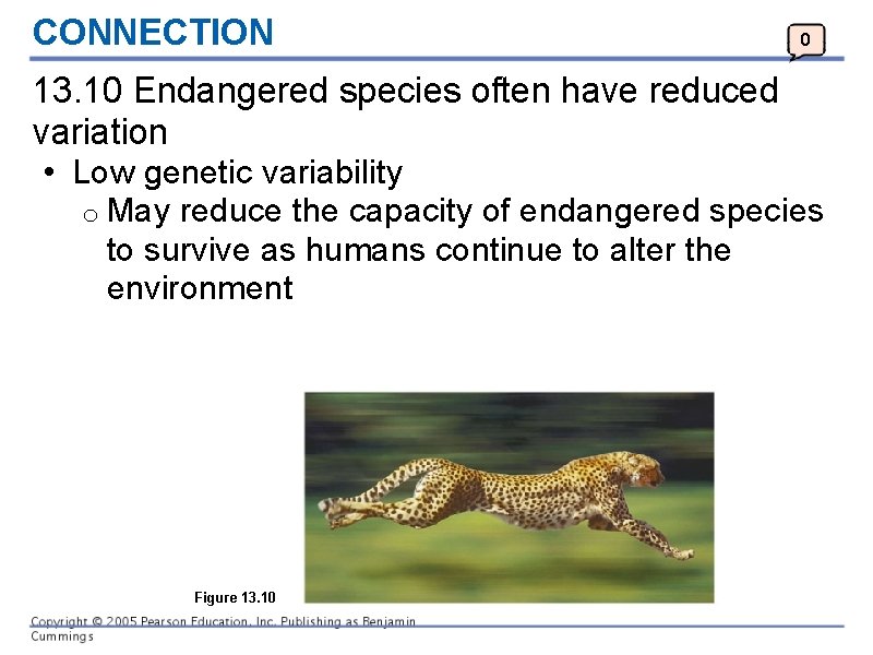 CONNECTION 0 13. 10 Endangered species often have reduced variation • Low genetic variability