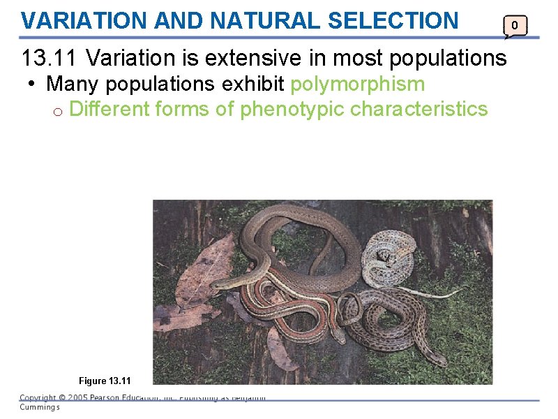 VARIATION AND NATURAL SELECTION 13. 11 Variation is extensive in most populations • Many