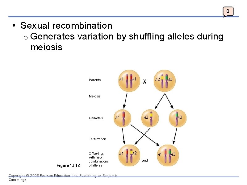 0 • Sexual recombination o Generates variation by shuffling alleles during meiosis Parents A