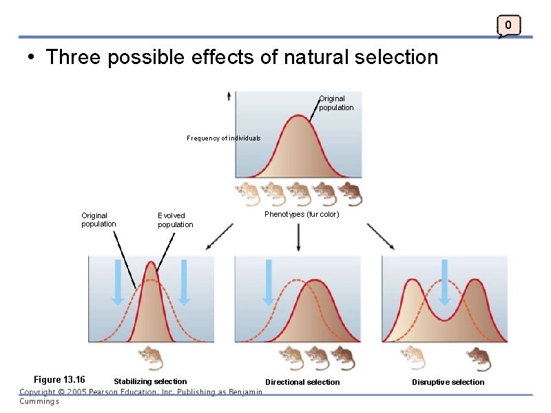 0 • Three possible effects of natural selection Original population Frequency of individuals Original