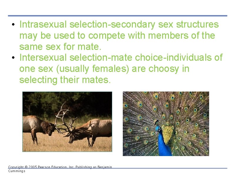  • Intrasexual selection-secondary sex structures may be used to compete with members of