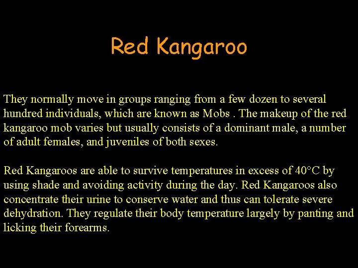 Red Kangaroo They normally move in groups ranging from a few dozen to several