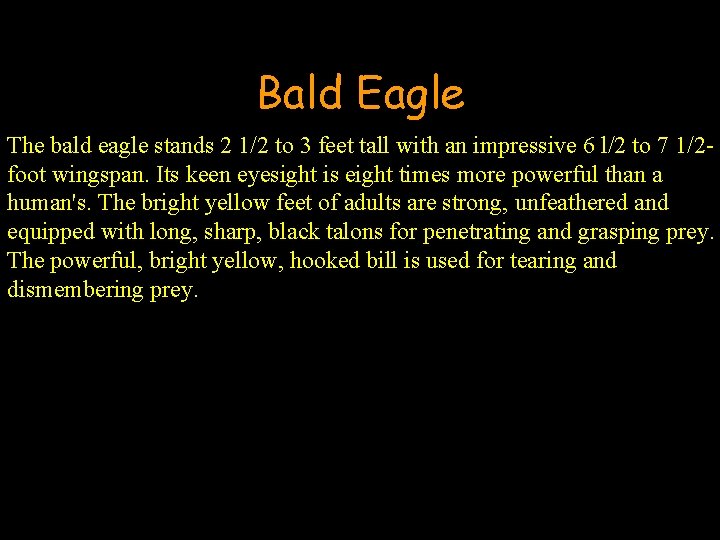Bald Eagle The bald eagle stands 2 1/2 to 3 feet tall with an